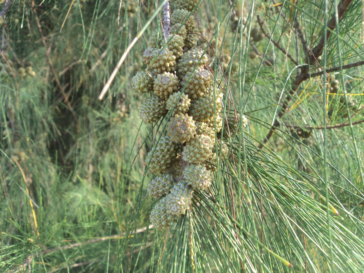Casuarina equisetifolia L.